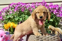Tostito, a male Golden Cocker Retriever and Miniature Golden Retriever for sale in Pomona, MO – Photo 5 of 10
