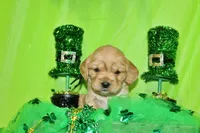 Tostito, a male Golden Cocker Retriever and Miniature Golden Retriever for sale in Pomona, MO – Photo 2 of 7