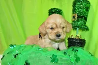 Tostito, a male Golden Cocker Retriever and Miniature Golden Retriever for sale in Pomona, MO – Photo 1 of 7