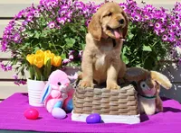 Tostito, a male Golden Cocker Retriever and Miniature Golden Retriever for sale in Pomona, MO – Photo 3 of 10