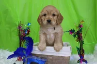 Tostito, a male Golden Cocker Retriever and Miniature Golden Retriever for sale in Pomona, MO – Photo 7 of 10