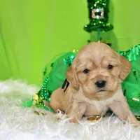 Tostito, a male Golden Cocker Retriever and Miniature Golden Retriever for sale in Pomona, MO – Photo 8 of 10