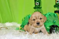 Tostito, a male Golden Cocker Retriever and Miniature Golden Retriever for sale in Pomona, MO – Photo 3 of 7