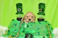 Tostito, a male Golden Cocker Retriever and Miniature Golden Retriever for sale in Pomona, MO – Photo 5 of 7