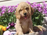 Tostito, a male Golden Cocker Retriever and Miniature Golden Retriever for sale in Pomona, MO – Photo 4 of 10