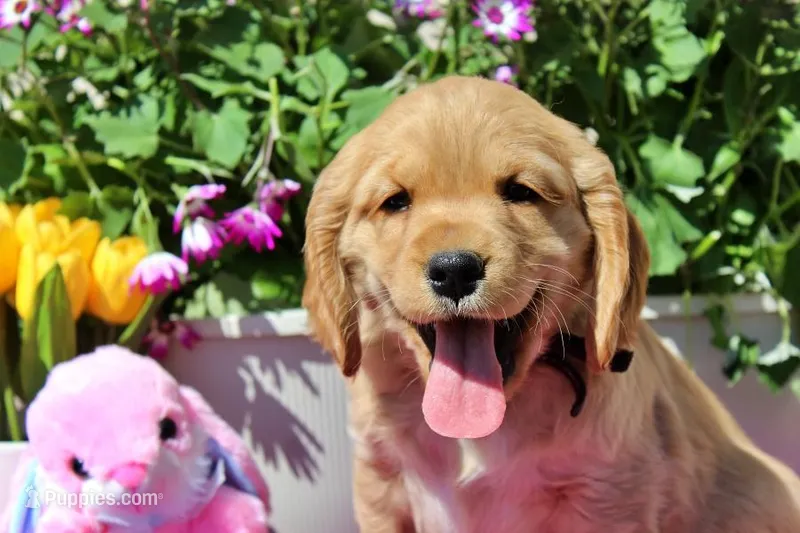 Tostito – Golden Cocker Retriever, Miniature Golden Retriever puppy for sale in Pomona, MO