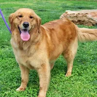 Tostito, a male Golden Cocker Retriever and Miniature Golden Retriever for sale in Pomona, MO – Photo 10 of 10
