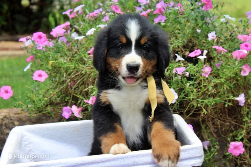 Killen – Bernese Mountain Dog puppy for sale in Pomona, MO