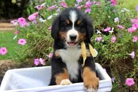 Killen, a female Bernese Mountain Dog for sale in Pomona, MO – 1 of 10