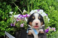 Callen, a female Bernese Mountain Dog for sale in Pomona, MO – 9 of 10