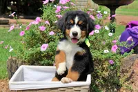 McKinney, a female Bernese Mountain Dog for sale in Pomona, MO – 3 of 10