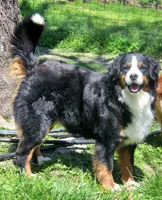 San Antonio Rose, a female Bernese Mountain Dog for sale in Pomona, MO – 7 of 7