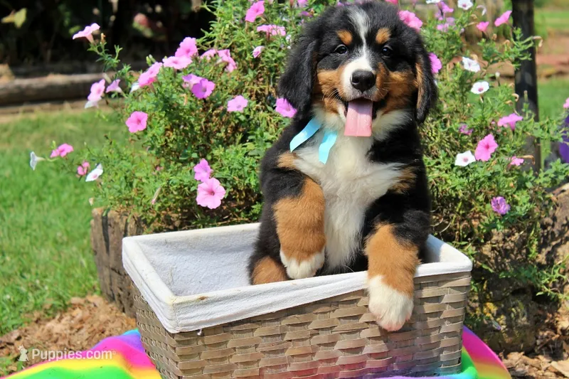Luckenbach – Bernese Mountain Dog puppy for sale in Pomona, MO