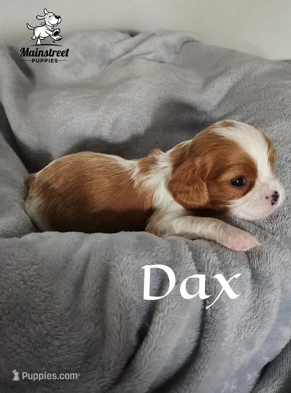 Dax – Cavalier King Charles Spaniel puppy for sale in Gentry, AR
