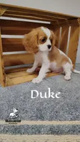 Duke, a male Cavalier King Charles Spaniel for sale in Gentry, AR – 4 of 10