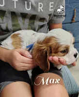 Max, a male Cavalier King Charles Spaniel for sale in Gentry, AR – 6 of 10