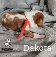 Dakota, a male Cavalier King Charles Spaniel for sale in Gentry, AR – 4 of 4