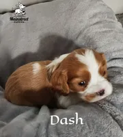 Dash, a male Cavalier King Charles Spaniel for sale in Gentry, AR – 2 of 3