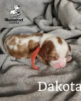 Dakota, a male Cavalier King Charles Spaniel for sale in Gentry, AR – 3 of 4