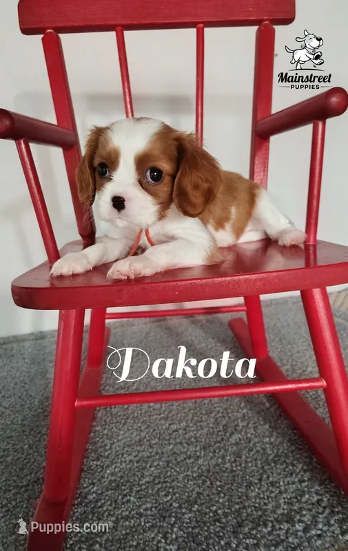 Dakota – Cavalier King Charles Spaniel puppy for sale in Gentry, AR