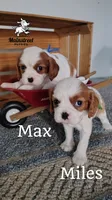 Max, a male Cavalier King Charles Spaniel for sale in Gentry, AR – 2 of 6