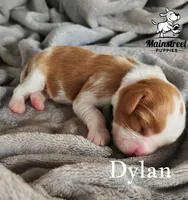 Dylan, a male Cavalier King Charles Spaniel for sale in Gentry, AR – 4 of 4
