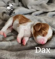 Dax, a male Cavalier King Charles Spaniel for sale in Gentry, AR – 3 of 4