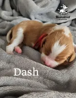 Dash, a male Cavalier King Charles Spaniel for sale in Gentry, AR – 3 of 3