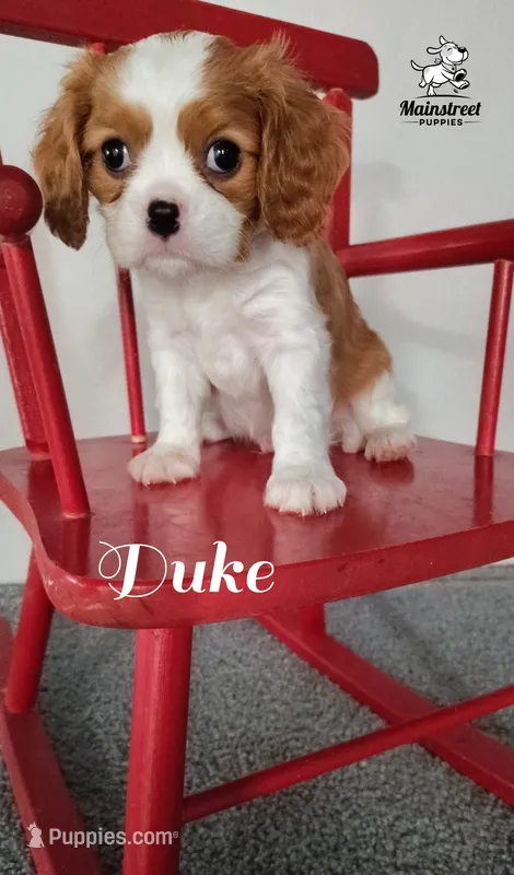 Duke – Cavalier King Charles Spaniel puppy for sale in Gentry, AR