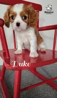 Duke, a male Cavalier King Charles Spaniel for sale in Gentry, AR – 5 of 10