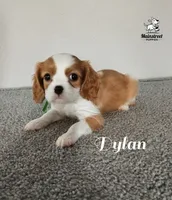 Dylan, a male Cavalier King Charles Spaniel for sale in Gentry, AR – 6 of 10
