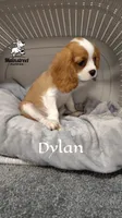 Dylan, a male Cavalier King Charles Spaniel for sale in Gentry, AR – 3 of 10