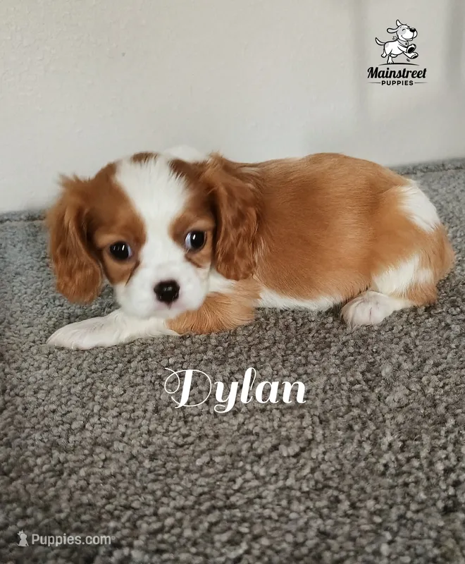 Dylan – Cavalier King Charles Spaniel puppy for sale in Gentry, AR