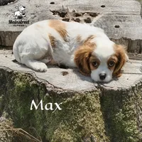 Max, a male Cavalier King Charles Spaniel for sale in Gentry, AR – 5 of 10