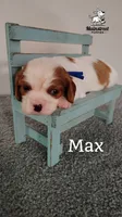 Max, a male Cavalier King Charles Spaniel for sale in Gentry, AR – 3 of 6