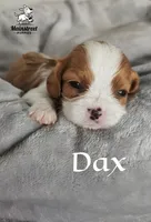 Dax, a male Cavalier King Charles Spaniel for sale in Gentry, AR – 2 of 4