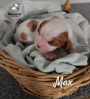 Max, a male Cavalier King Charles Spaniel for sale in Gentry, AR – 5 of 6