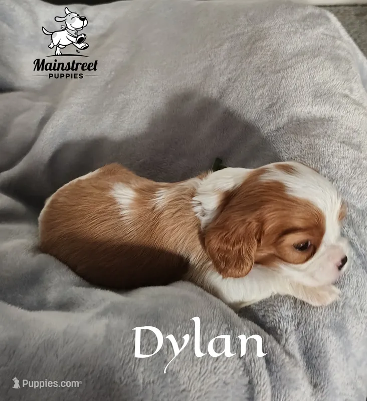 Dylan – Cavalier King Charles Spaniel puppy for sale in Gentry, AR