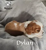 Dylan, a male Cavalier King Charles Spaniel for sale in Gentry, AR – 1 of 4