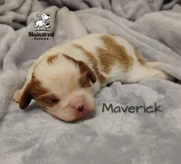 processed/84234035-f485-4f48-ac4e-69748eb2d606/listing/66c0b165-2086-4ecd-93ce-eb4ad95211bb/347a2287-b66f-4619-a4d7-2f4715ed67f5