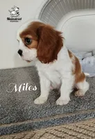 Miles, a male Cavalier King Charles Spaniel for sale in Gentry, AR – 3 of 8