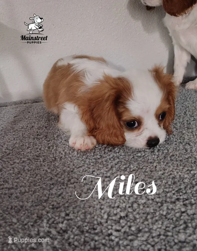 Miles – Cavalier King Charles Spaniel puppy for sale in Gentry, AR