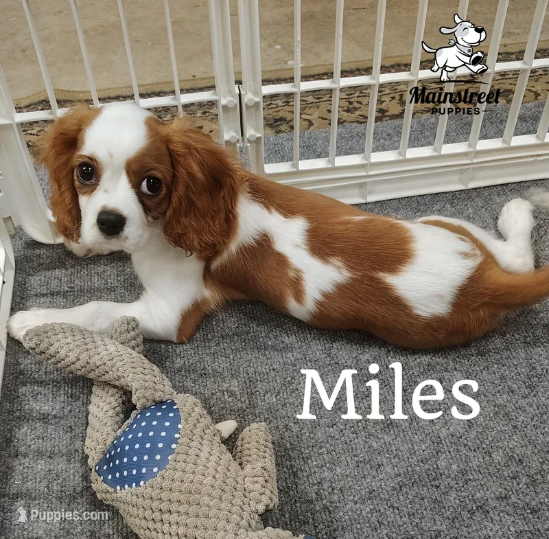 Miles – Cavalier King Charles Spaniel puppy for sale in Gentry, AR