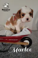 processed/84234035-f485-4f48-ac4e-69748eb2d606/listing/7b03d1dd-255f-43fb-baa1-76d460e8cd5a/13e30eb9-7ee6-4909-81df-56e278f4993e