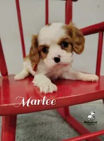 processed/84234035-f485-4f48-ac4e-69748eb2d606/listing/7b03d1dd-255f-43fb-baa1-76d460e8cd5a/684556ba-9da7-4694-9cf7-41e82181b3a1