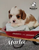 processed/84234035-f485-4f48-ac4e-69748eb2d606/listing/7b03d1dd-255f-43fb-baa1-76d460e8cd5a/d5f40630-bf0d-422e-90b8-7fdabf3d6953