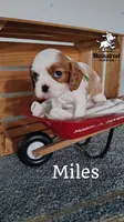 Miles, a male Cavalier King Charles Spaniel for sale in Gentry, AR – 5 of 8