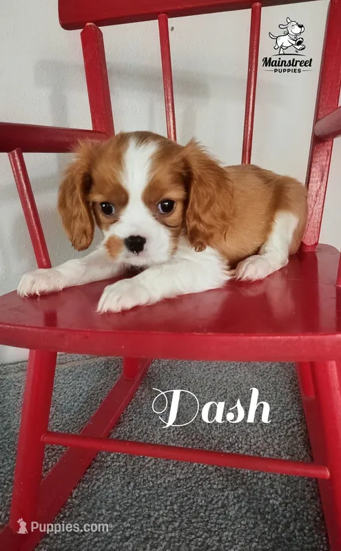 Dash – Cavalier King Charles Spaniel puppy for sale in Gentry, AR