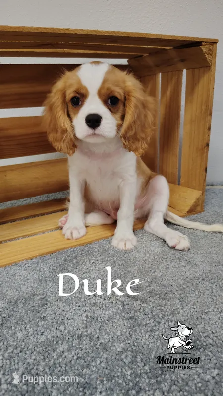 Duke – Cavalier King Charles Spaniel puppy for sale in Gentry, AR
