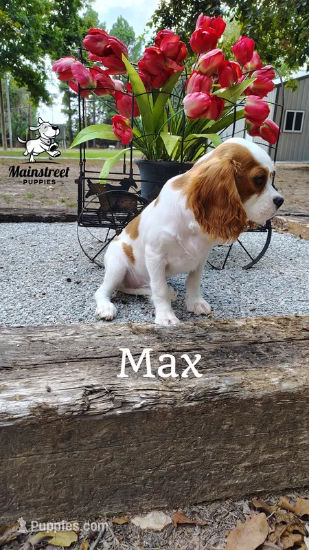 Max – Cavalier King Charles Spaniel puppy for sale in Gentry, AR